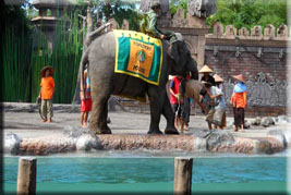 elephant-educational-show-a