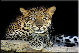 leopard