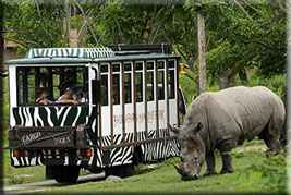 rhino