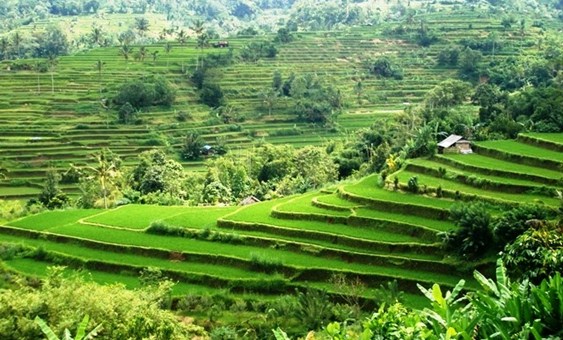 pacung